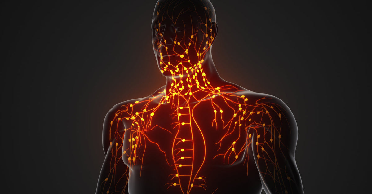 3D rendering of the human lymphatic system, highlighting glowing nodes and vessels.