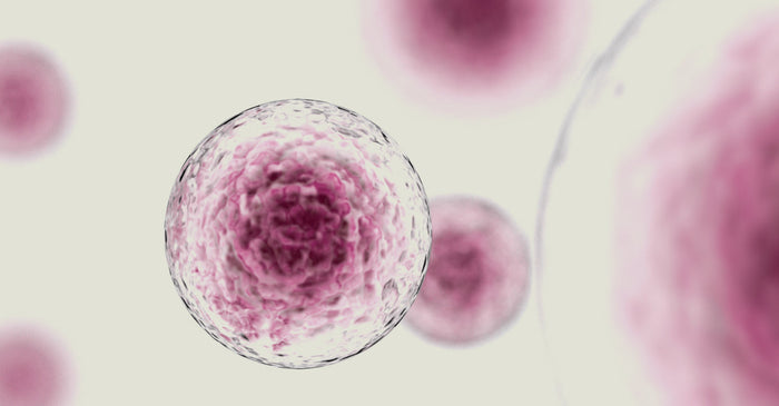 A microscopic view of healthy, vibrant human cells, illustrating the foundational level of cellular health and longevity.