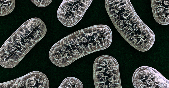 Microscopic-style illustration of multiple transparent mitochondria with detailed inner membranes, arranged in a repeating pattern on a dark green background.