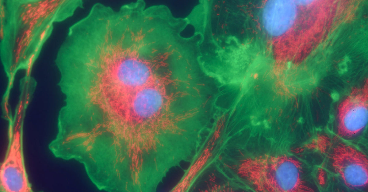 A microscopic view of brightly colored cells showing blue nuclei, green cytoskeletons, and red mitochondria, illustrating cell structures and activity.