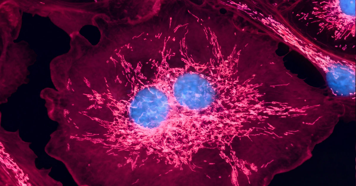Fluorescence microscopy image of human cells showing glowing pink cytoplasm and bright blue nuclei, illustrating cellular structure at a microscopic level
