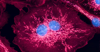 Fluorescence microscopy image of human cells showing glowing pink cytoplasm and bright blue nuclei, illustrating cellular structure at a microscopic level