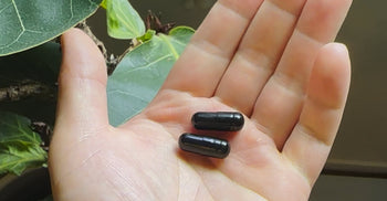 A close-up of an open hand holding two glossy black capsules, with large green plant leaves in the background.
