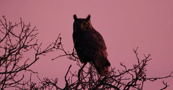 Silhouette of a great horned owl perched on bare tree branches against a pink dusk sky.