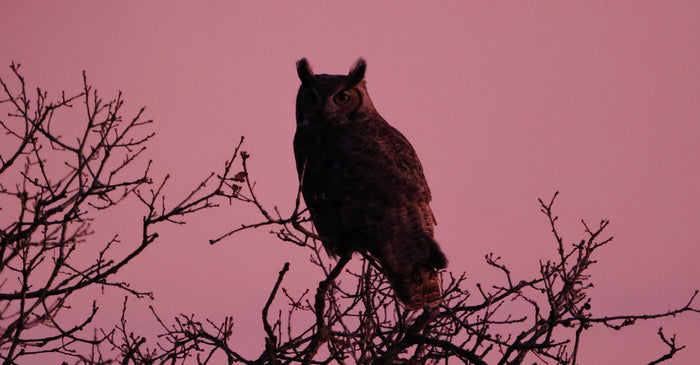 Silhouette of a great horned owl perched on bare tree branches against a pink dusk sky.