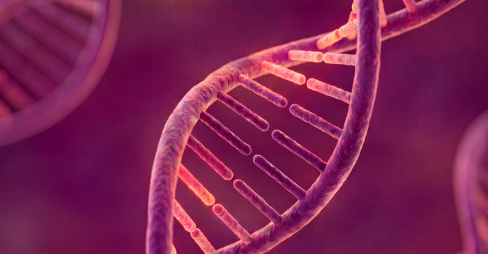 Close-up 3D rendering of a DNA double helix with glowing orange and pink base pairs against a dark purple background.