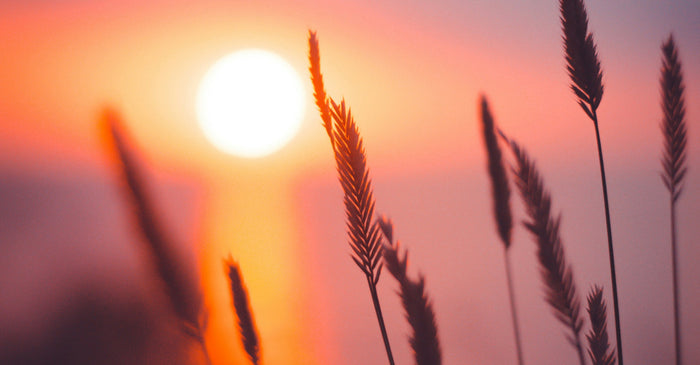 Golden sunset over tall grass, symbolizing evening and winding down.