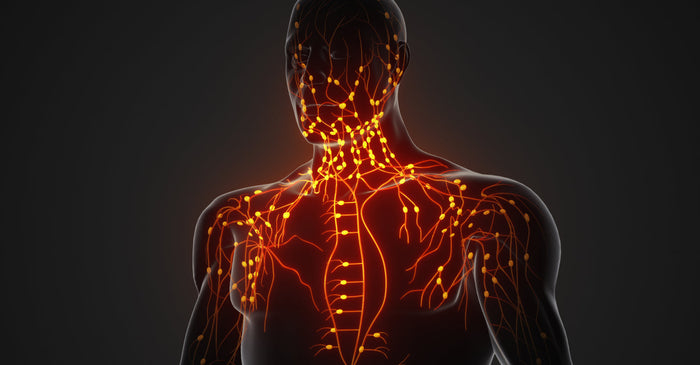 3D rendering of the human lymphatic system, highlighting glowing nodes and vessels.