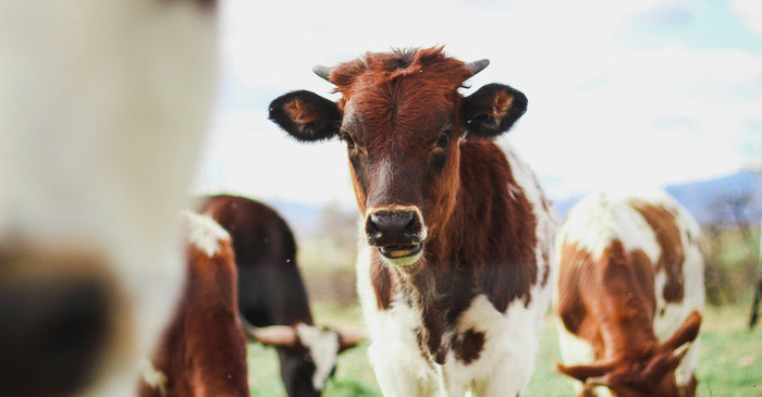 A close-up, eye-level photo of a young, brown-and-white cow with short horns looking directly at the camera in a grassy field. Other cows are partially visible in the blurred background. This alt text is useful for keywords related to animal welfare, farm