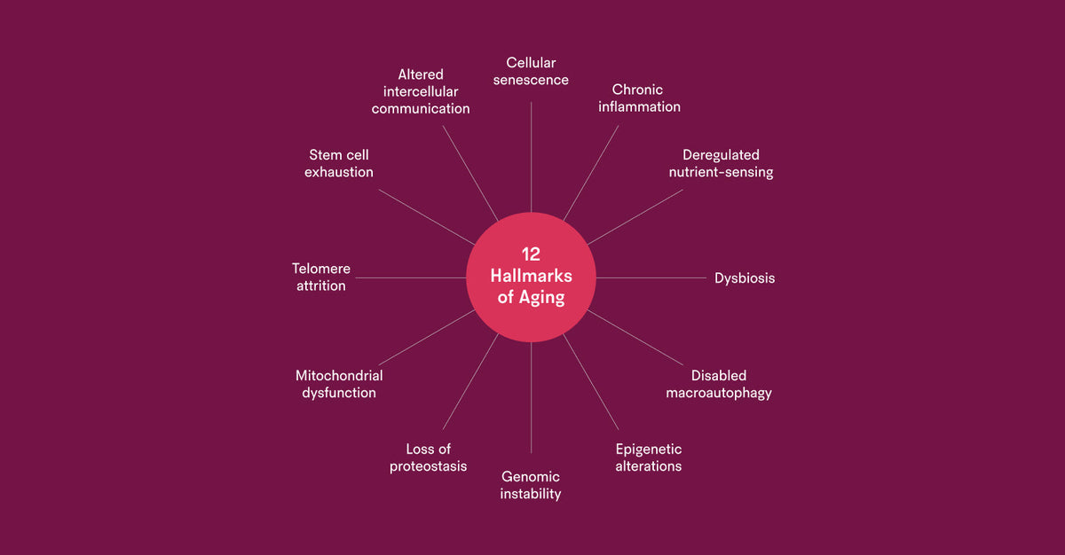 Diagram illustrating the 12 interconnected hallmarks of aging arranged in a circular layout around a central label.