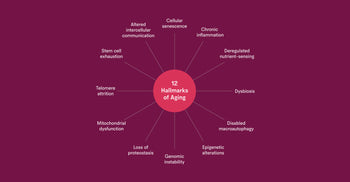Diagram illustrating the 12 interconnected hallmarks of aging arranged in a circular layout around a central label.