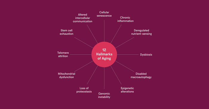 Diagram illustrating the 12 interconnected hallmarks of aging arranged in a circular layout around a central label.