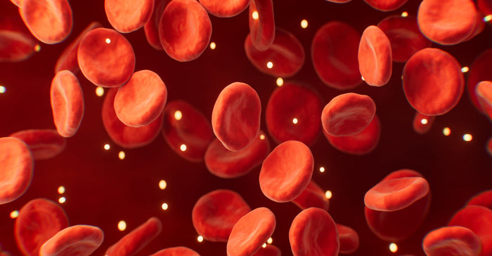 Illustration of red blood cells circulating through the bloodstream, representing blood biomarkers such as homocysteine.