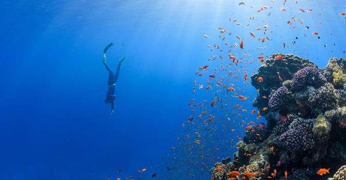 A scuba diver swimming next to a coral reef