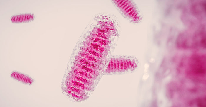 An abstract, microscopic image of a single mitochondrion with a transparent outer membrane and a bright pink, folded inner membrane. Several other mitochondria are visible in the background.