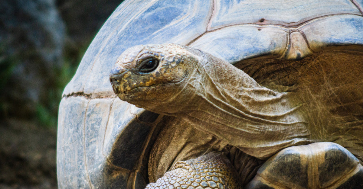 Close-up of a tortoise resting, highlighting its textured shell and calm expression, symbolizing longevity and slow living.
