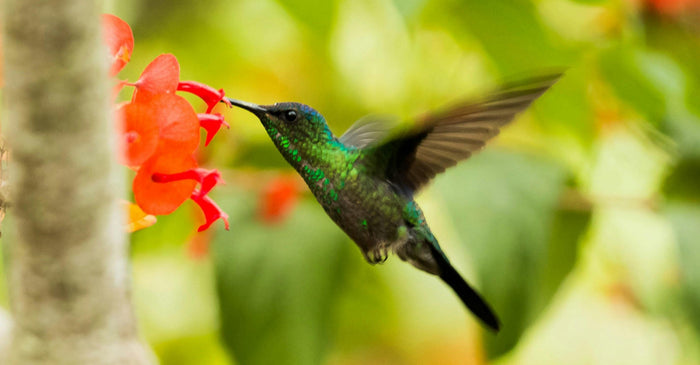 A green hummingbird hovers mid-flight while drinking nectar from a vibrant red flower, set against a blurred green background.