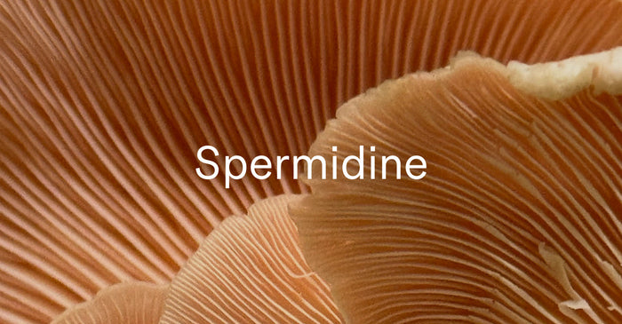 A close-up, macro shot of the gills of a light-brown mushroom, with the word 