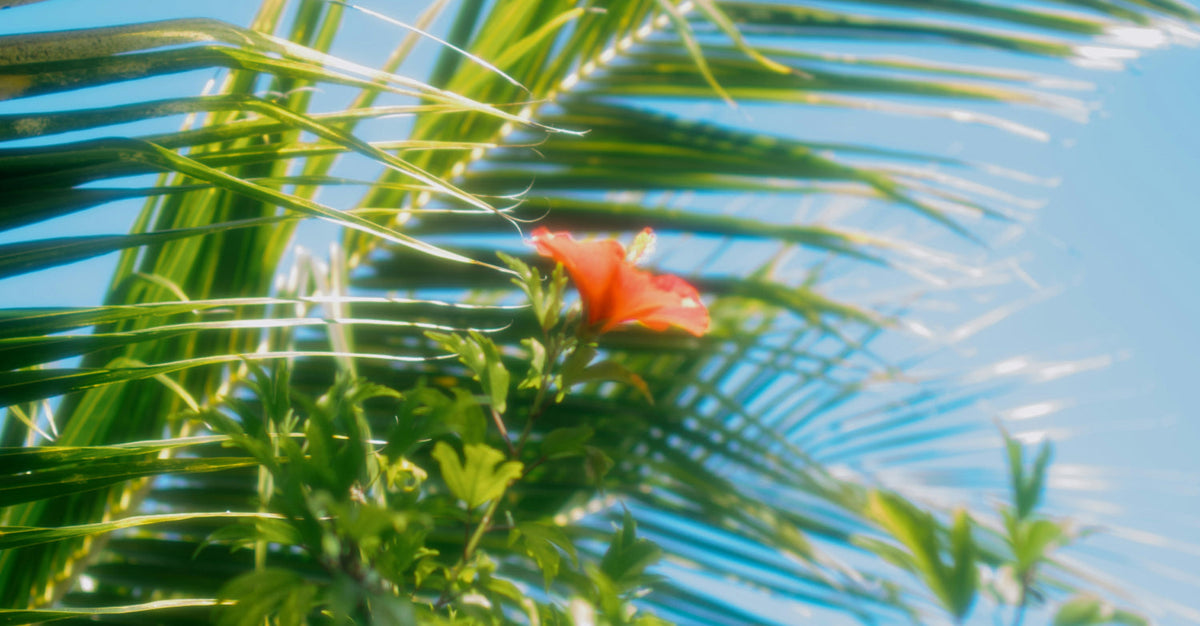 Looking up through palm fronds at a red hibiscus flower against a bright blue summer sky