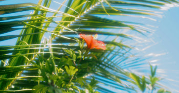 Looking up through palm fronds at a red hibiscus flower against a bright blue summer sky
