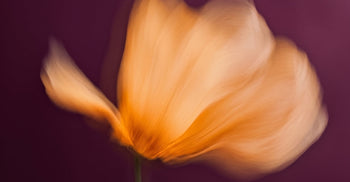 Blurry photo of a flower, representing the flaming effects of inflammation