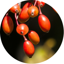 Berberine