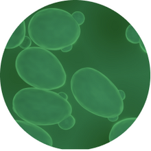 Beta-glucan